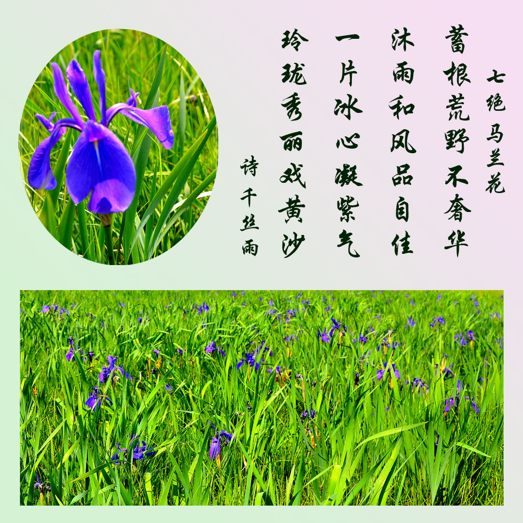 ǧʫ2.jpg